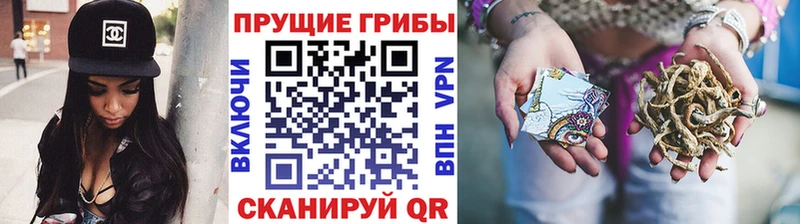 цена   Велиж  Галлюциногенные грибы Psilocybe 